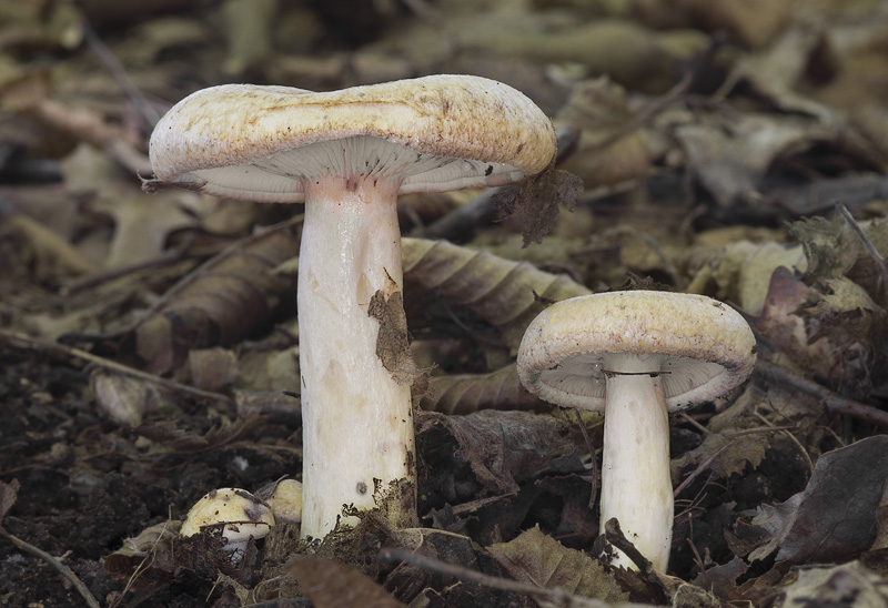 Lactarius flavidus